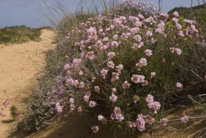 Fotografia da espécie Armeria pungens