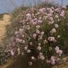 Fotografia 7 da espécie Armeria pungens do Jardim Botânico UTAD