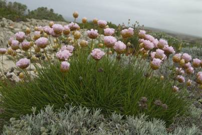 Fotografia da espécie Armeria pungens