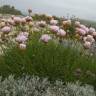 Fotografia 9 da espécie Armeria pungens do Jardim Botânico UTAD