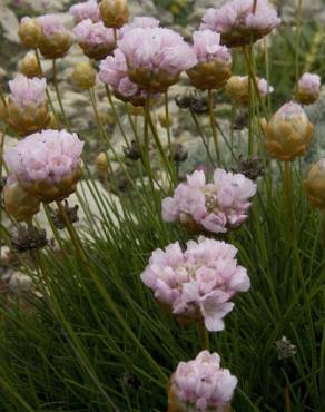 Fotografia 10 da espécie Armeria pungens no Jardim Botânico UTAD