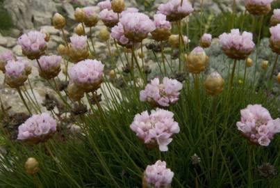 Fotografia da espécie Armeria pungens