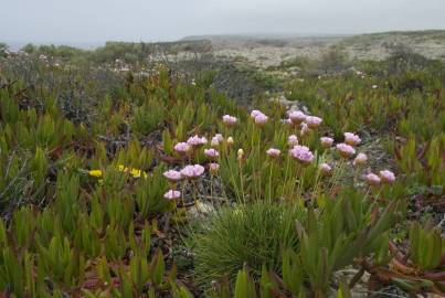 Fotografia da espécie Armeria pungens