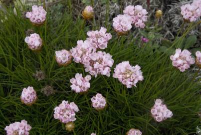 Fotografia da espécie Armeria pungens