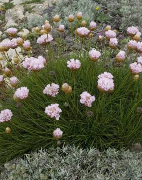 Fotografia 13 da espécie Armeria pungens no Jardim Botânico UTAD