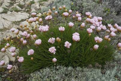 Fotografia da espécie Armeria pungens