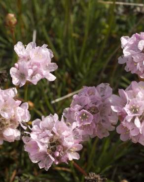 Fotografia 14 da espécie Armeria pungens no Jardim Botânico UTAD