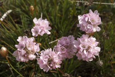 Fotografia da espécie Armeria pungens