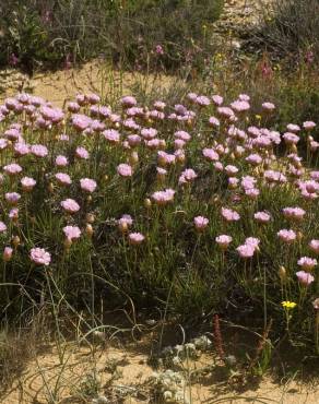 Fotografia 15 da espécie Armeria pungens no Jardim Botânico UTAD