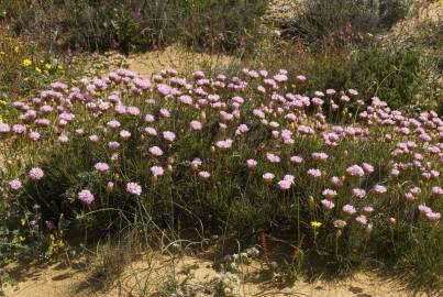 Fotografia da espécie Armeria pungens