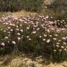 Fotografia 15 da espécie Armeria pungens do Jardim Botânico UTAD