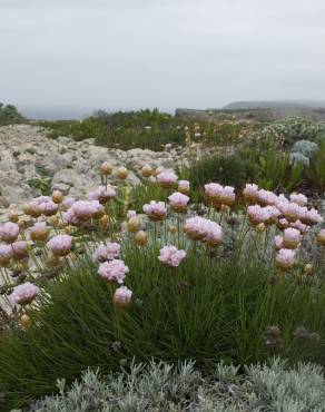 Fotografia 16 da espécie Armeria pungens no Jardim Botânico UTAD