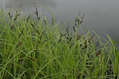 Fotografia da espécie Carex acuta