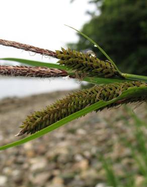 Fotografia 4 da espécie Carex acuta no Jardim Botânico UTAD