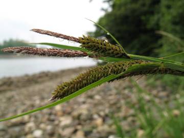 Fotografia da espécie Carex acuta