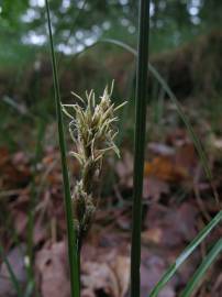 Fotografia da espécie Carex arenaria