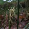 Fotografia 8 da espécie Carex arenaria do Jardim Botânico UTAD