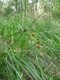 Fotografia da espécie Carex arenaria