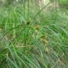 Fotografia 9 da espécie Carex arenaria do Jardim Botânico UTAD