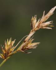 Fotografia da espécie Carex arenaria