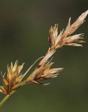 Fotografia 1 da espécie Carex arenaria no Jardim Botânico UTAD