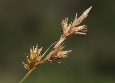 Fotografia da espécie Carex arenaria