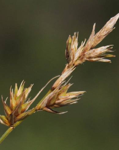 Fotografia de capa Carex arenaria - do Jardim Botânico