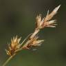 Fotografia 1 da espécie Carex arenaria do Jardim Botânico UTAD