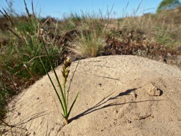 Fotografia da espécie Carex arenaria