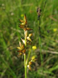 Fotografia da espécie Carex echinata