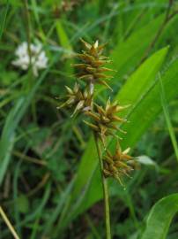 Fotografia da espécie Carex echinata