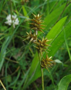 Fotografia 4 da espécie Carex echinata no Jardim Botânico UTAD