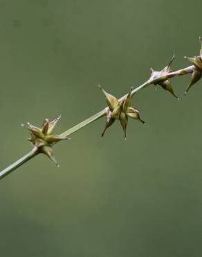 Fotografia 6 da espécie Carex echinata no Jardim Botânico UTAD