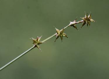 Fotografia da espécie Carex echinata