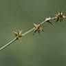 Fotografia 6 da espécie Carex echinata do Jardim Botânico UTAD