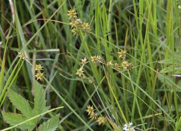 Fotografia da espécie Carex echinata