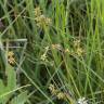 Fotografia 7 da espécie Carex echinata do Jardim Botânico UTAD