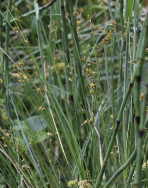 Fotografia 8 da espécie Carex echinata no Jardim Botânico UTAD