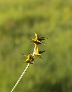 Fotografia 9 da espécie Carex echinata no Jardim Botânico UTAD