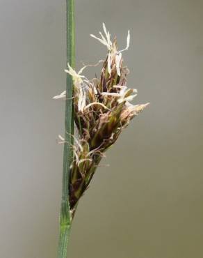 Fotografia 2 da espécie Carex divisa no Jardim Botânico UTAD