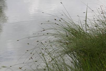 Fotografia da espécie Carex divisa