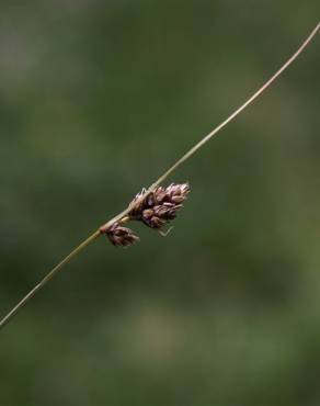 Fotografia 5 da espécie Carex divisa no Jardim Botânico UTAD