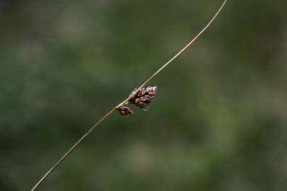 Fotografia da espécie Carex divisa