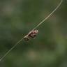 Fotografia 5 da espécie Carex divisa do Jardim Botânico UTAD