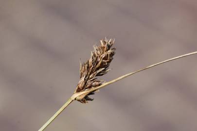 Fotografia da espécie Carex divisa