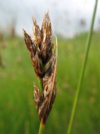 Fotografia da espécie Carex divisa