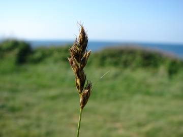Fotografia da espécie Carex divisa