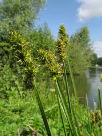 Fotografia da espécie Carex cuprina