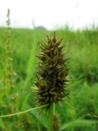 Fotografia da espécie Carex cuprina