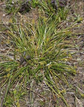 Fotografia 4 da espécie Carex demissa no Jardim Botânico UTAD